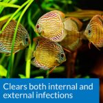 API FIN & BODY CURE Freshwater Fish Powder Medication - Image 2
