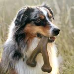 Benebone Wishbone Durable Dog Chew Toy - Image 3