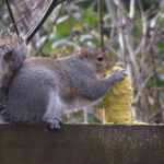 C&S Sweet Corn Squirrelog, 6-Pack Refill - Image 3