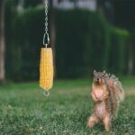 Hanging Squirrel Feeder Outside Corn Cobs Holder - Image 2
