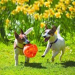 KONG Jumbler Ball Dog Toys for Aggressive Chewers - Image 2