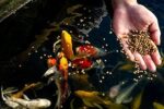 Blue Ridge Fish Food Koi and Goldfish Growth Formula Blend - Image 3